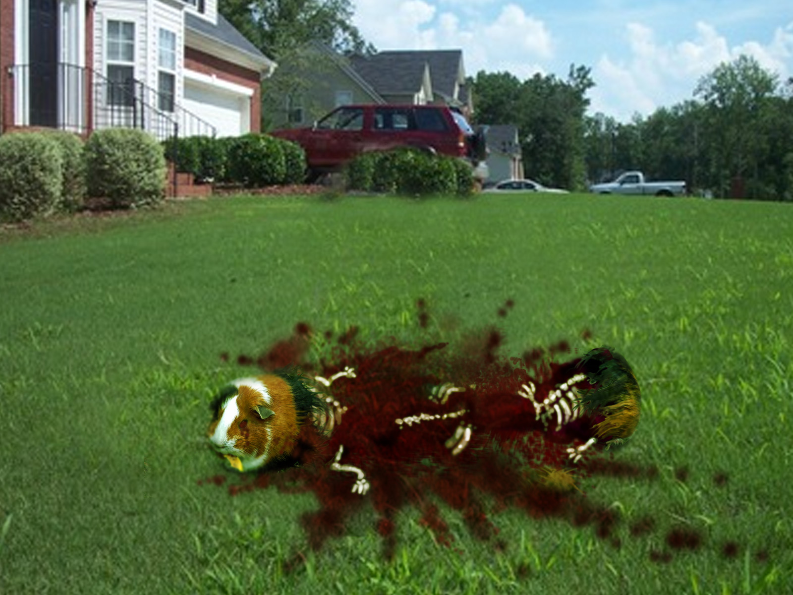 Peter Garrett is being held responsible for the deaths of several guinea pigs, such as this one which mysteriously exploded in the owners front yard last week.